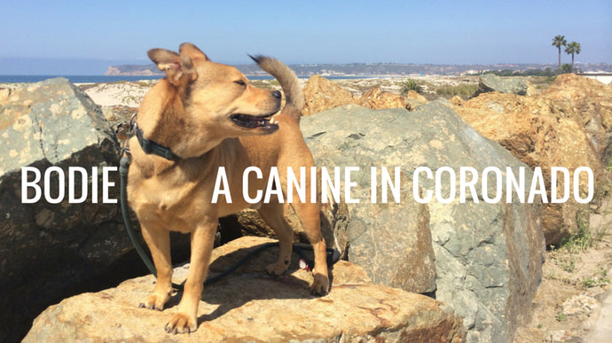 Bodie’s Love Letter to Dog-Friendly Coronado